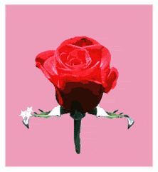  love!!!!!!!!!!!!!!!!  par tarik201